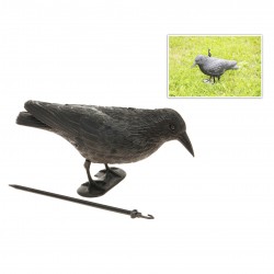 Cuervo anti-pajaros